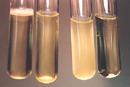 Babio представляет высокоэффективный бульон для инфузии мозга и сердца для глобальных микробиологических лабораторий