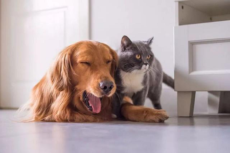 Babio выпускает набор для тестирования антител к токсоплазме для быстрого обнаружения антител к токсоплазме у домашних животных