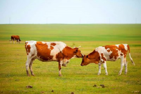 BABIO представляет высокочувствительный набор экспресс-тестов на беременность крупного рогатого скота для современного животноводства