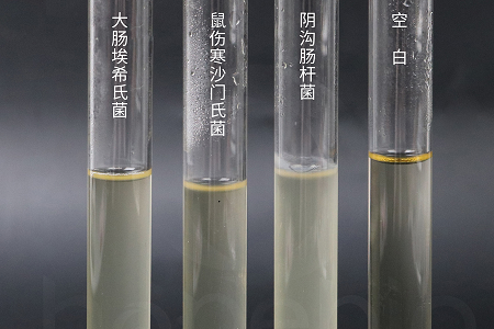 Babio Biotechnology выпускает высокоэффективный бульон для инфузии мозга и сердца для надежного культивирования микробов