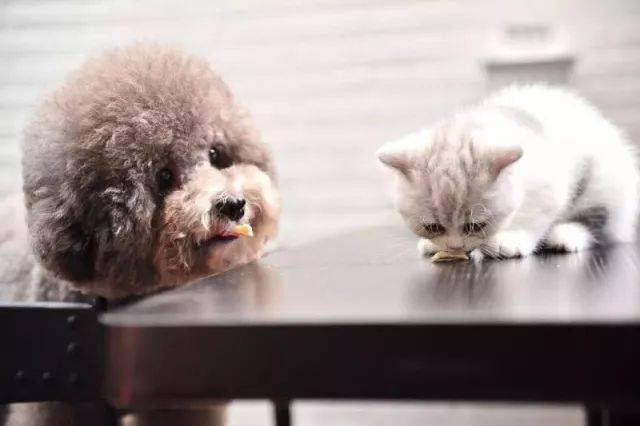 Набор для быстрого тестирования FPV Ag для обнаружения чумных вирусов кошек